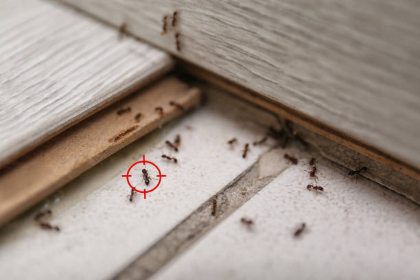 Spider Control Near Me in Crosspointe, VA