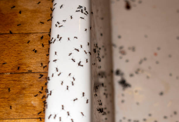 Best Residential Pest Control  in Crosspointe, VA